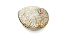 Load image into Gallery viewer, Abalone Shell: polished outside