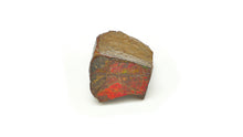 Load image into Gallery viewer, Ammolite