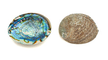 Load image into Gallery viewer, Abalone Shell
