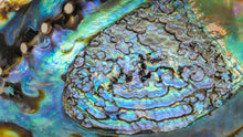 Load image into Gallery viewer, Abalone Shell