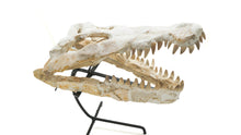 Load image into Gallery viewer, Mosasaur Fossil Skull