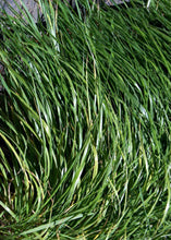 Load image into Gallery viewer, Sweetgrass Braid