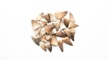 Load image into Gallery viewer, Mosasaur Dinosaur Teeth
