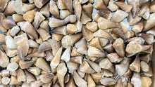 Load image into Gallery viewer, Mosasaur Dinosaur Teeth