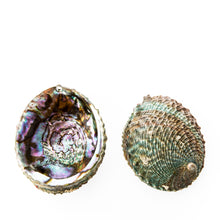Load image into Gallery viewer, Abalone Shell