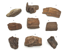 Load image into Gallery viewer, Druzy Petrified Wood
