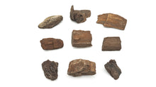 Load image into Gallery viewer, Druzy Petrified Wood
