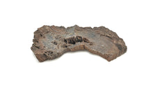 Load image into Gallery viewer, Druzy Petrified Wood

