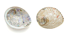 Load image into Gallery viewer, Abalone Shell: polished outside
