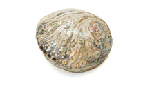 Load image into Gallery viewer, Abalone Shell: polished outside
