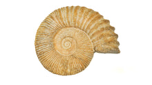 Load image into Gallery viewer, Ammonite Raw XL
