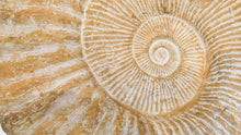 Load image into Gallery viewer, Ammonite Raw XL
