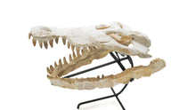 Load image into Gallery viewer, Mosasaur Fossil Skull
