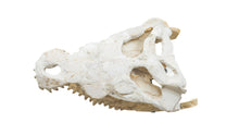 Load image into Gallery viewer, Mosasaur Fossil Skull
