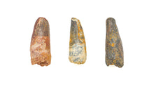 Load image into Gallery viewer, Mosasaur Dinosaur Teeth XL
