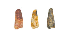 Load image into Gallery viewer, Mosasaur Dinosaur Teeth XL
