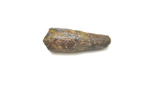Load image into Gallery viewer, Mosasaur Dinosaur Teeth XL
