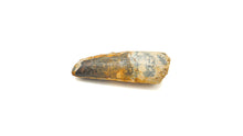 Load image into Gallery viewer, Mosasaur Dinosaur Teeth XL
