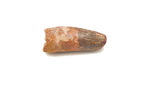 Load image into Gallery viewer, Mosasaur Dinosaur Teeth XL

