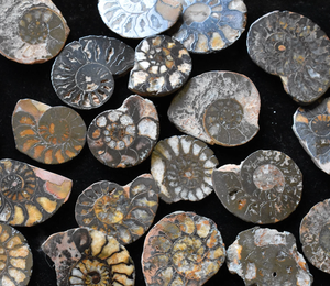 Loose/Tumbled: Ammonite