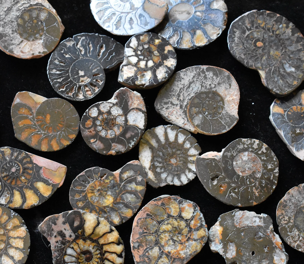 Ammonite: Loose/Tumbled