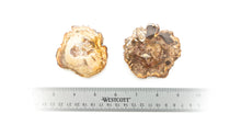 Load image into Gallery viewer, Petrified Wood
